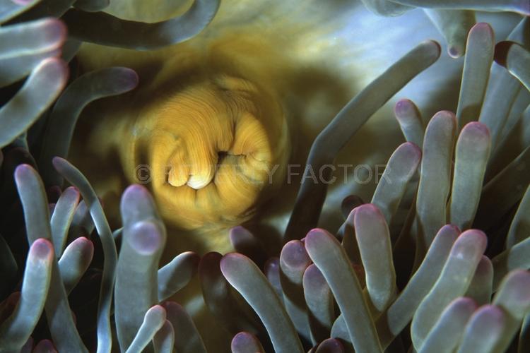 DIVING;UNDERWATER;Seaduction;ocean;sea;Abstract;Yellow;Gray;Pink;107. Scrumptious – Malaysia