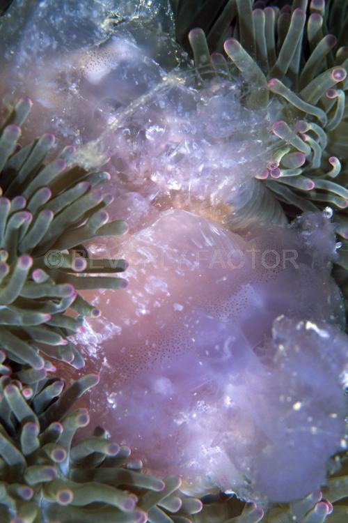 DIVING;UNDERWATER;Seaduction;ocean;sea;Abstract;Gray;Pink;Blue;109. Sensuously Purple - Malaysia