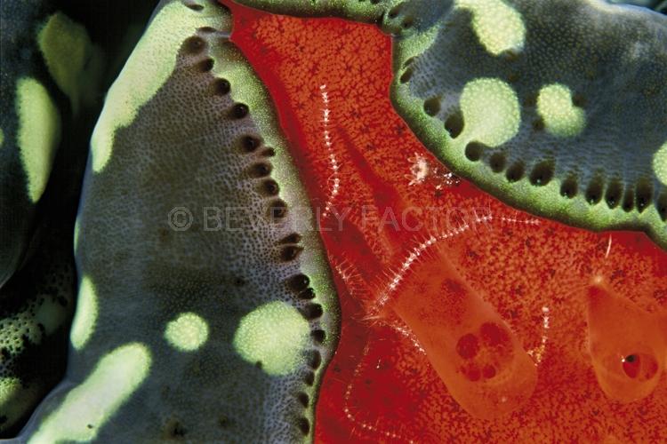 DIVING;UNDERWATER;sea;Seaduction;Abstract;Green;Red;Black;16.;Red Encounter - Indonesiaw