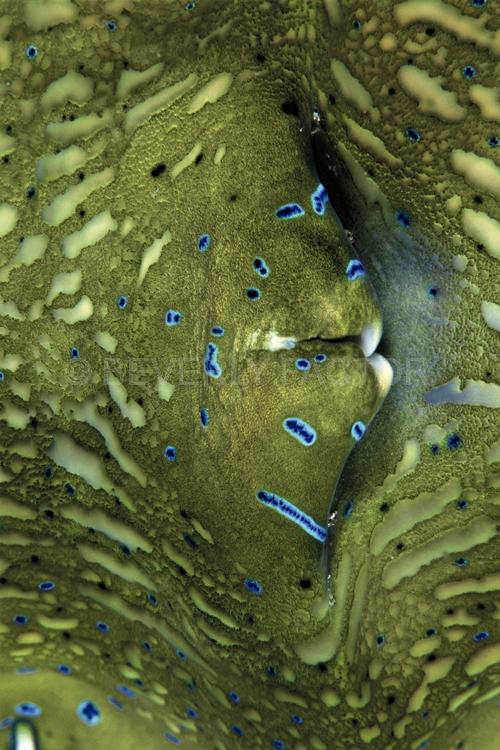 DIVING;UNDERWATER;Seaduction;ocean;sea;Abstract;Blue;Green;A7.;Spawning – Batangos;Philippines