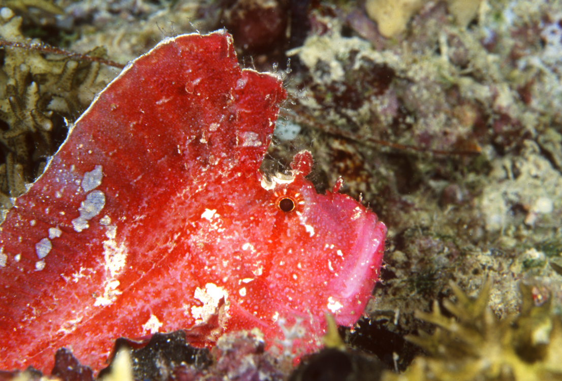 DIVING;UNDERWATER;palau;colorful;reefs;macro;F1114_FACTOR_19C-13 2