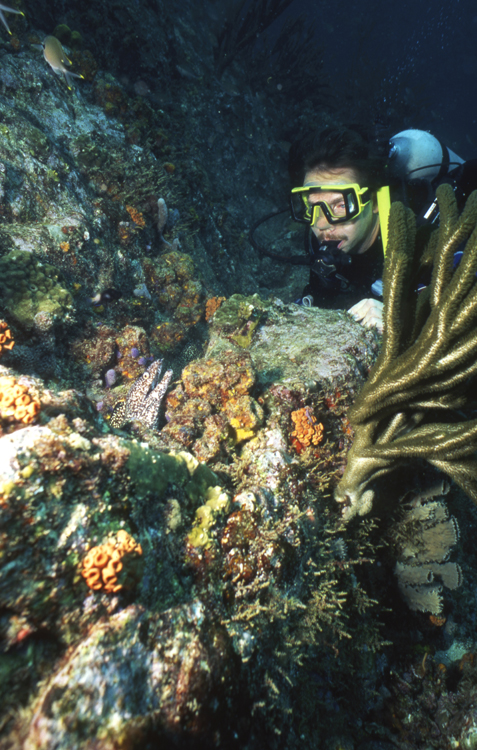 DIVING;divers;reefs;colorful;los roques;venezuala;F666 065 1