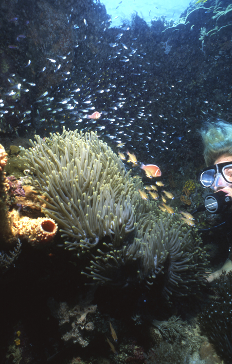 DIVING;divers;reefs;colorful;indonesia;F671 053B 7
