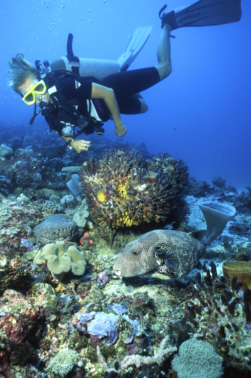DIVING;divers;reefs;colorful;papua new guinea;F673 050A 40