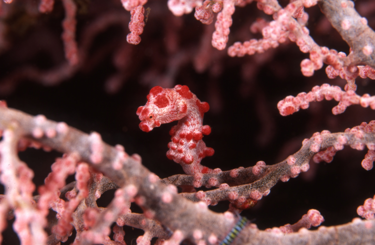 DIVING;UNDERWATER;ocean;F1318_Factor 53D 26