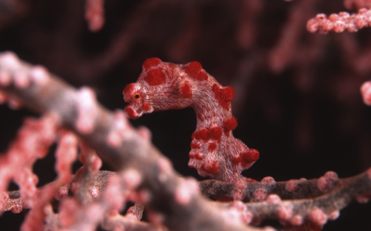 DIVING;seahorse;Pigmy Seahorse;F266 53D 26