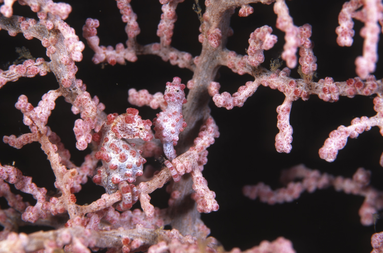 DIVING;seahorse;Pigmy Seahorse;F269 53E 22