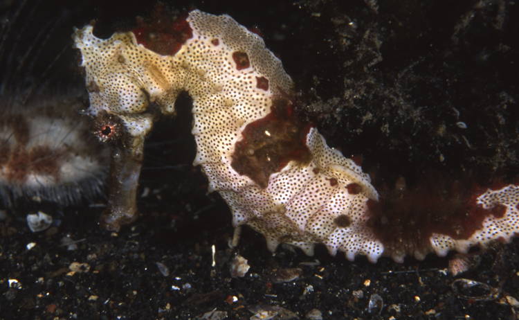 DIVING;seahorse;F272 53E 2 SEAHORSE SK308