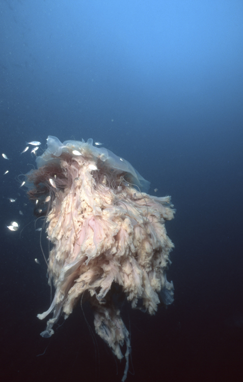 DIVING;underwater;Jelly Fish;single;F358 J2 017A 14