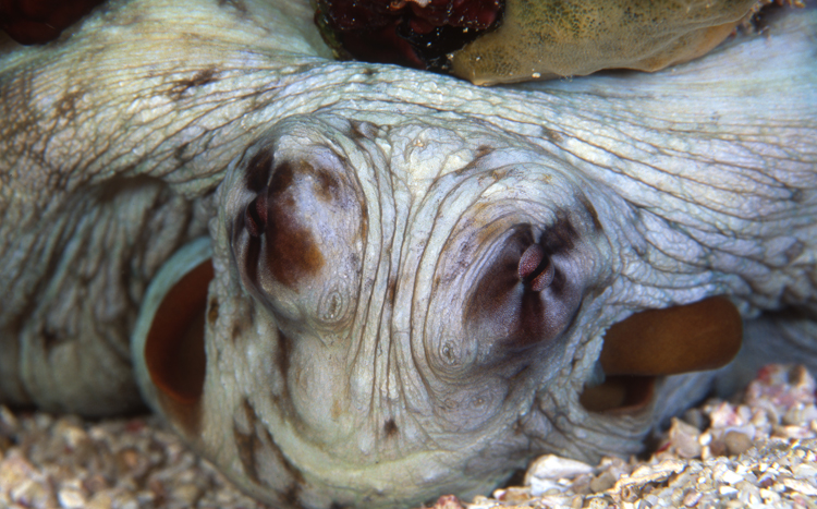 DIVING;UNDERWATER;ocean;F1321_Factor_53E 5 2