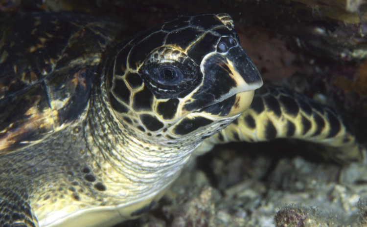 DIVING;underwater;Angelee image;turtle;close-up;SIPADAN IS.;MALAYSIA;F229 17A 8