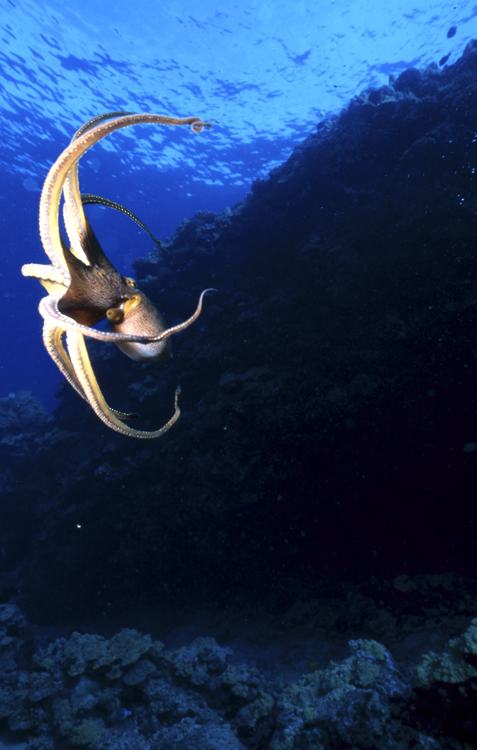 DIVING;underwater;Angelee image;octypus;wide angle scene;action;F230 5B 5