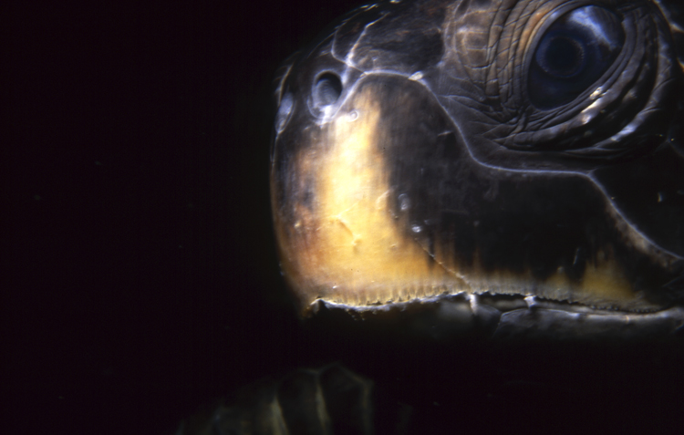 DIVING;Underwater;hero;turtle;close-up;GALAPAGOS;F303 54 13