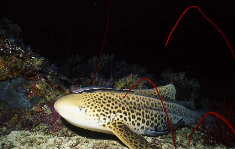 DIVING;UNDERWATER;thailand;shark;F1232_FACTOR_61 38 SK193
