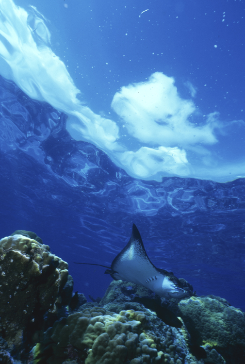 DIVING;Underwater;Bora Bora;eagle ray;hero;F285 322 11