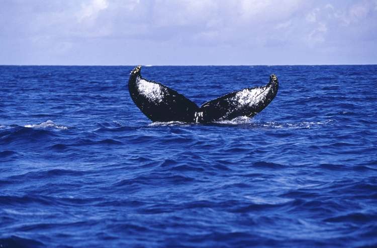 DIVING;Underwater;tale;hero;humpback whale;SILVER BANKS;DOMINICAN;F291 62