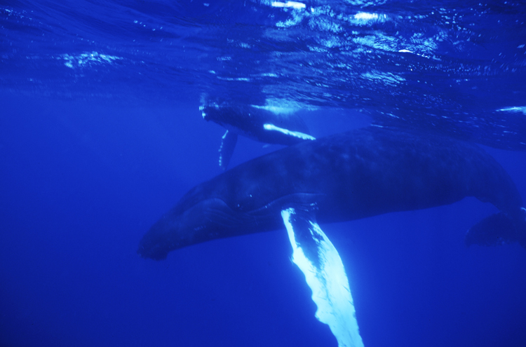 DIVING;Underwater;humpback whale;hero;baby;SILVER BANKS;DOMINICAN;F293 62 2
