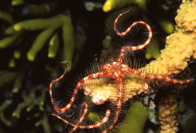 Diving;UNDERWATER;Starfish;solomon island;macro;F1068_FACTOR 51