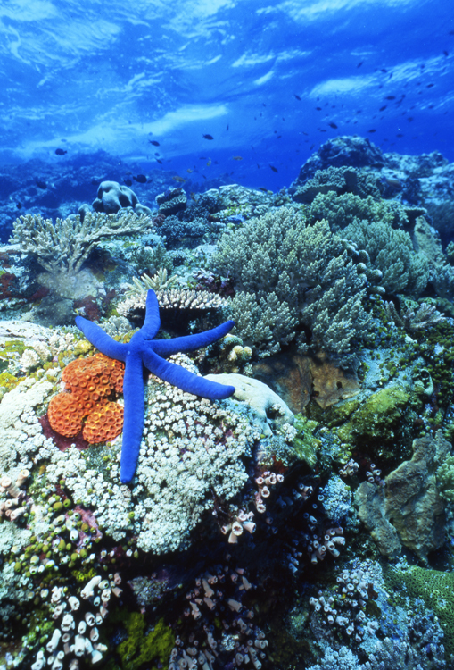 DIVING;UNDERWATER;Starfish;macro;indonesia;F1072_FACTOR_53 24