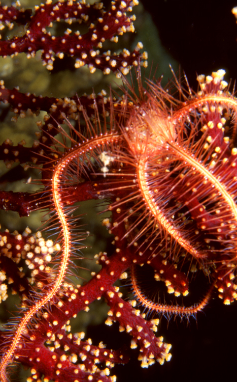 DIVING;UNDERWATER;Starfish;macro;thailand;F1081_FACTOR_61 2