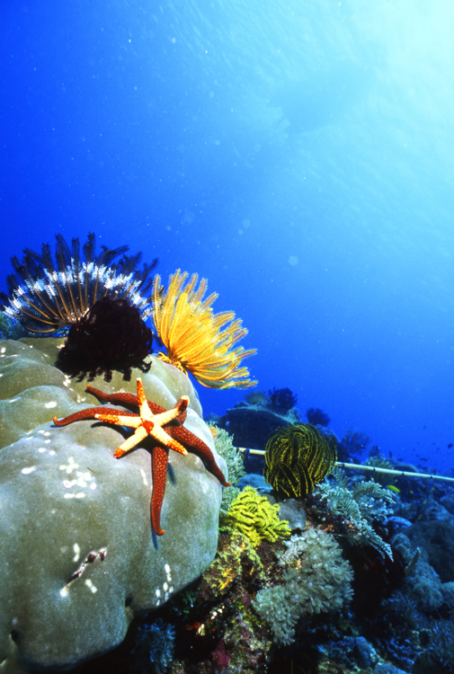 DIVING;UNDERWATER;Starfish;macro;indonesia;F1083_FACTOR_53 7