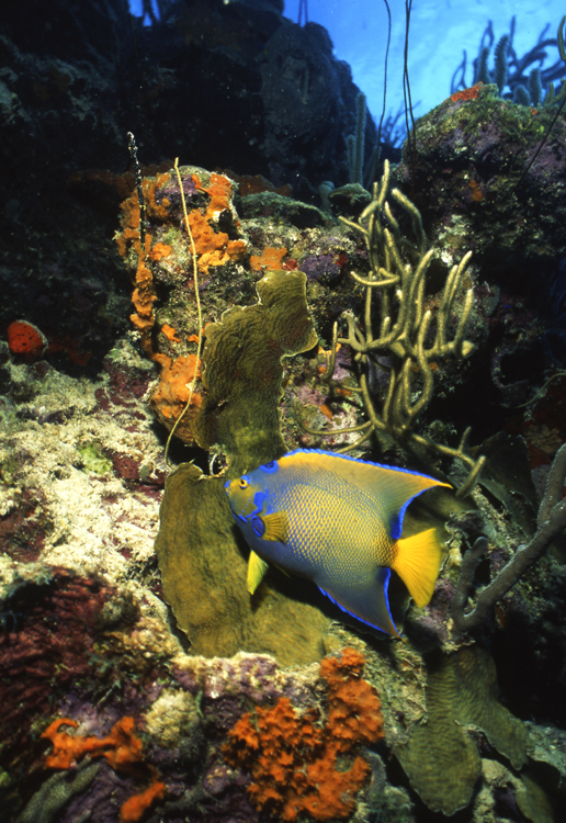 Angelee image;underwater;diving;BONAIRE;NETHERLAND ANTILLES;queen angel fish;wide angle scene;F241 10C 2