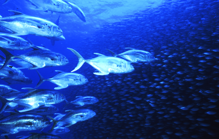 underwater;school;F100 26F 16