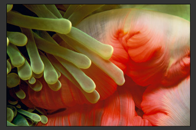 Seaduction - Abstracts Gallery