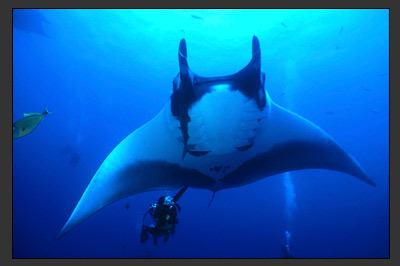 Rays, Sharks, & Whales