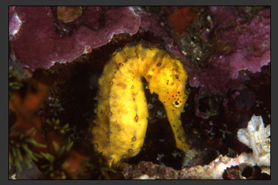 Jellyfish & Seahorses